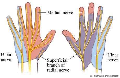 Nerve Anatomy, Hand Anatomy, Occupational Therapy, Physical Therapy ...