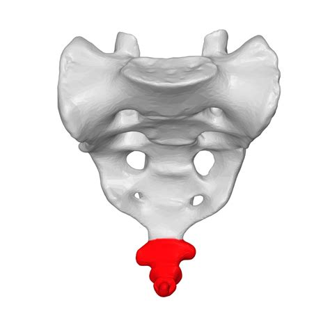 Coccyx - Wikipedia