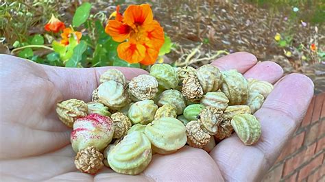 How to Harvest Nasturtium Seeds - Single Girl's DIY