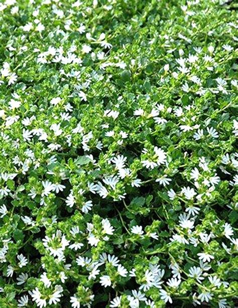 Native Groundcovers — Plants Plus Cumberland Forest