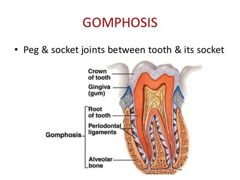 77 Best of Gomphosis Definition English - insectza