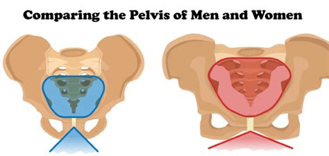 Difference Between Male and Female Pelvis - javatpoint