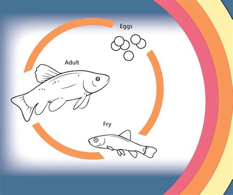 Hatchery Life Cycle | Fish Life Cycle | Mollusk Life Cycle