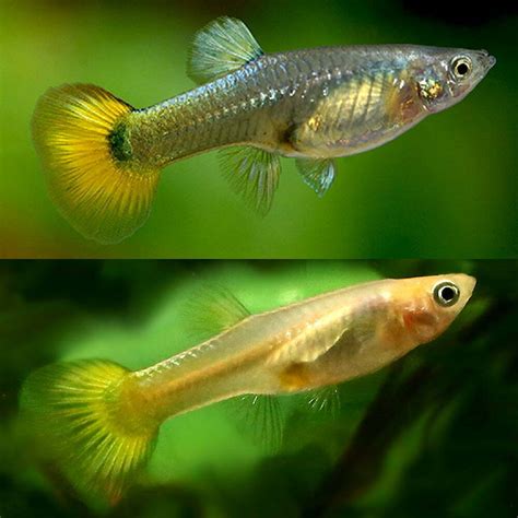 Aquarium Central -Guppies - Yellow Female Guppy 3.5cm - FEMALE ...