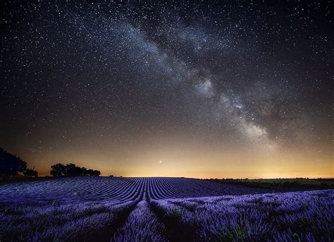 Flowers, Lavender, Field, Nature, Night, Starry Sky, HD wallpaper | Peakpx