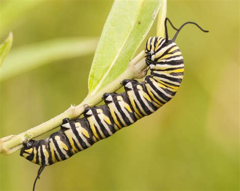 Monarch Butterfly Facts, Pictures & Video: Find Out About The Lifestyle ...