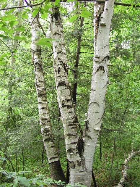 White birch | White birch trees, Birch tree art, Tree photography