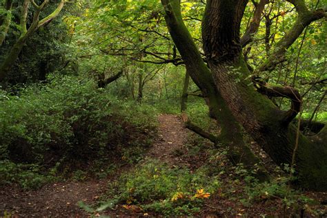 The ancient Forest of Arden by davidwozhere - Pentax User