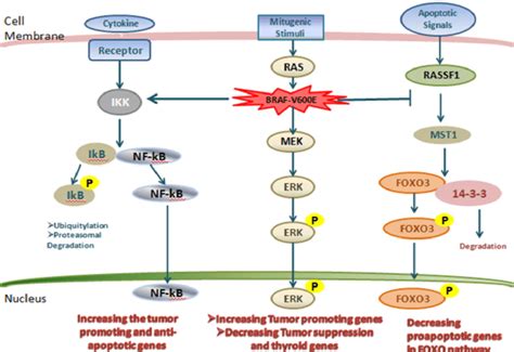 The MAPK and related pathways in thyroid cancer. | Download Scientific ...