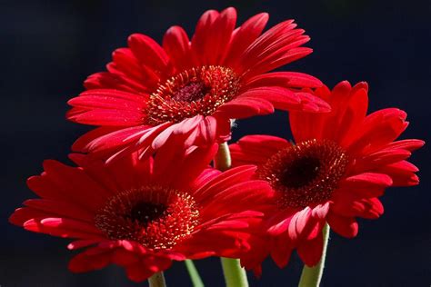 Red Flowers Pictures, Great Red Flowers Image, #15517