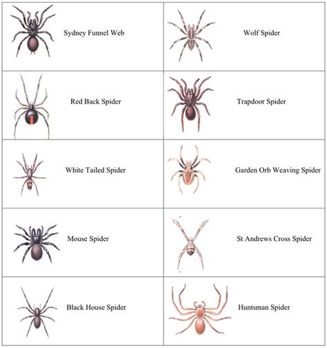 black house spider uk - Sabra Littlejohn