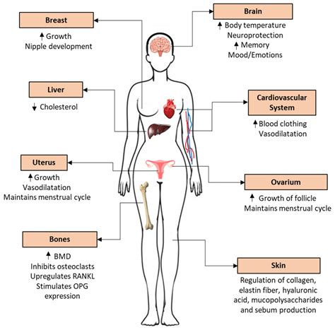 Biomedicines | Free Full-Text | Estradiol and Estrogen-like Alternative ...