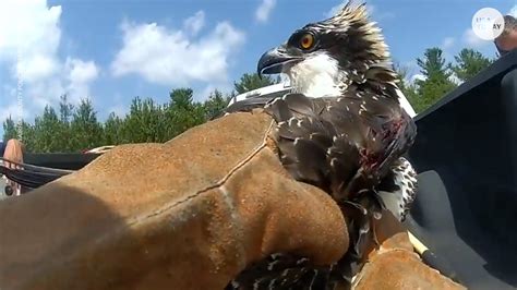 Osprey soars again thanks to help from first responders