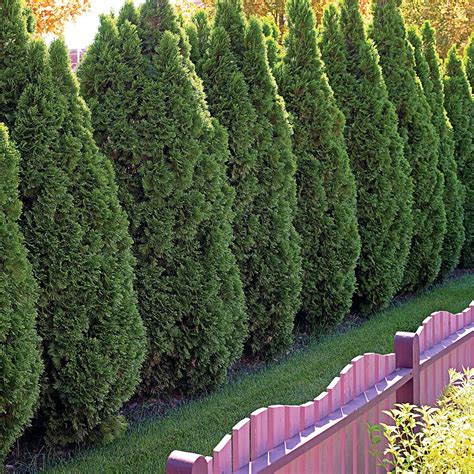 25 Best Evergreen Trees for Privacy and Year-Round Greenery