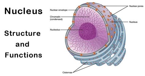 Nucleus: Definition, Structure, Parts, Functions, Diagram