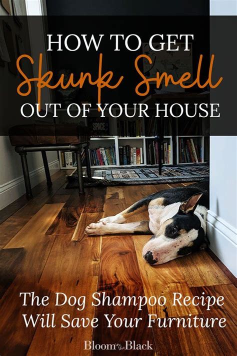 How to Get Rid Of Skunk Smell | Bloom in the Black | Skunk smell ...