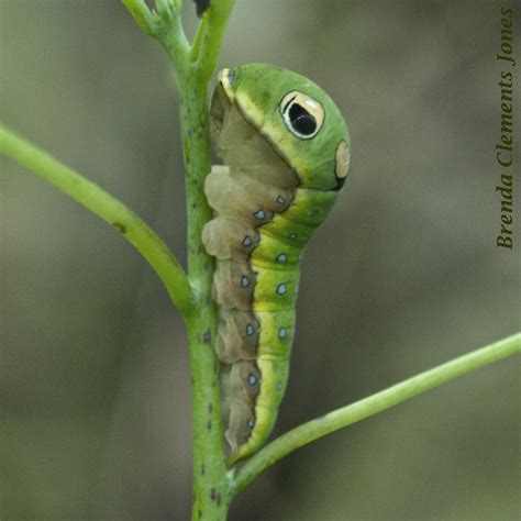 Spicebush Swallowtail Caterpillar