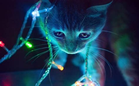 10 cats that have Christmas magic in their eyes