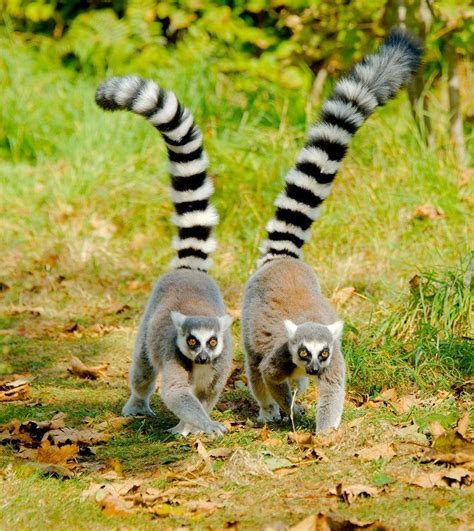 The Most Adorable Ring Tailed Lemur | Lazy Penguins | Lemur, Unique ...