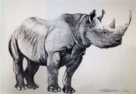 Black rhino | Rhino art, Rhino illustration, Animal sketches