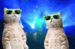 Cat Wearing Rave Shades GIF | GIFDB.com