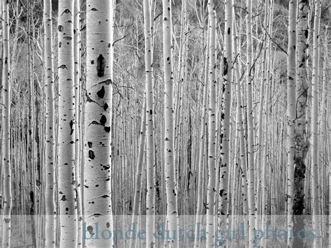 Aspen Trees in Black & White 8 x 10 photograph