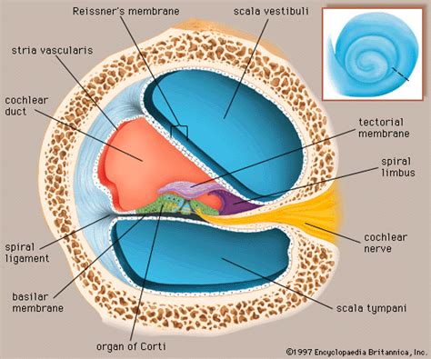 Anatomy Of The Cochlea - Anatomy Reading Source