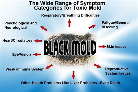 toxic mold - Waterproofing Contractor