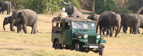 Minneriya National Park | Safari at Minneriya | Eco Team Sri Lanka