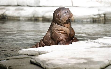 Germany's infant walrus bull Thor poses for photographs at Tierpark ...