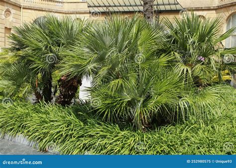 Palm Tree Chamaerops Excelsa Stock Image - Image of hemp, nature: 252980575