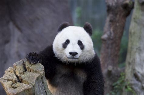 White and black panda, animals, panda HD wallpaper | Wallpaper Flare