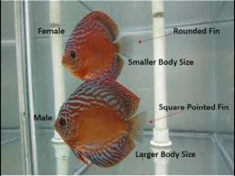 Discus Fish, King of Freshwater Aquarium How to setup Discus Breeding ...