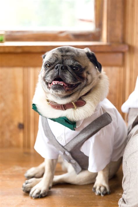 Pug Wedding! #pugwedding #pug #dogwedding | Pug wedding, Dog wedding, Pugs