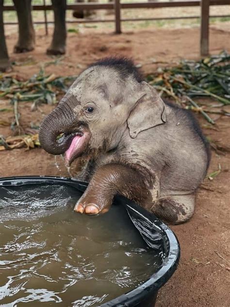 Chaba the Rescued Baby Elephant Loves Splashing Around in Her Bath