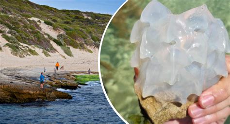 Aussies puzzled over little-known creature washed ashore