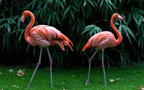 Imagem Flamingo EDF