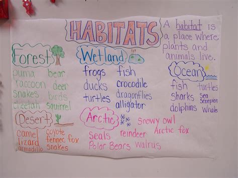 Habitats - Fun in First