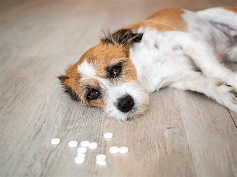 What Allergy Medicine is Safe for Dogs? - Over-the-Counter and Prescription