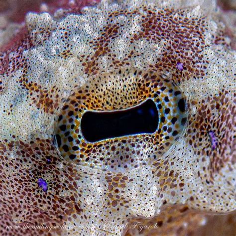 All about the blue ring octopus: small but deadly - Diving liveaboard ...