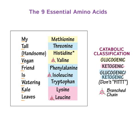 Biochemistry Glossary: 9 Essential Amino Acids | ditki medical ...