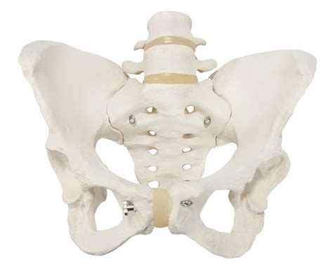 Anatomical Model- Female Pelvis and Pelvic Floor, 5 part - Australian ...