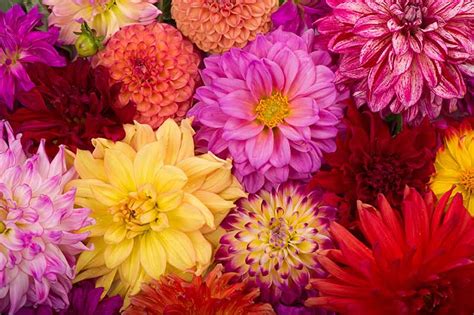 Dahlia Flower Types: A Guide to Dahlia Classification | Gardener’s Path