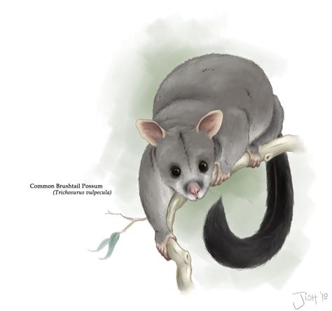 possum | Drawing cartoon characters, Character drawing, Animal habitats