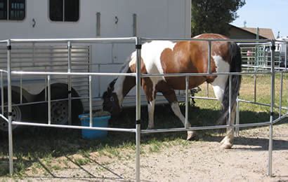 A horse is enclosed in the round-pipe portable panels