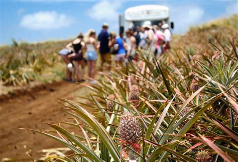 MAUI PINEAPPLE TOUR (Makawao) - All You Need to Know BEFORE You Go