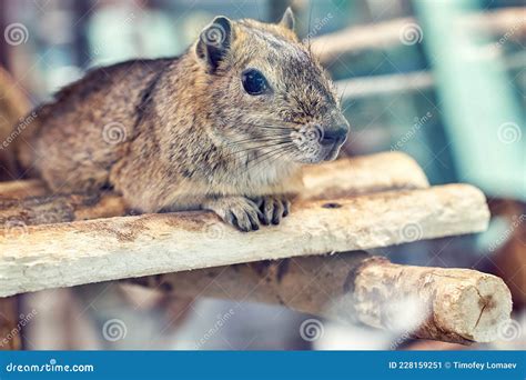 Rock Cavy Or Moco Kerodon Rupestris - Fernando De Noronha, Pernambuco ...