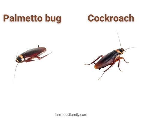 Palmetto Bugs vs Cockroaches: What're The Similarities and Differences?