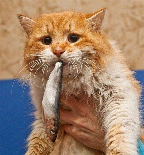 Cat eat fish. Cute!!! | Cats, Animals, Cute cats