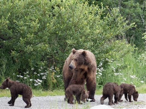 Grizzly Bear Cubs Playing